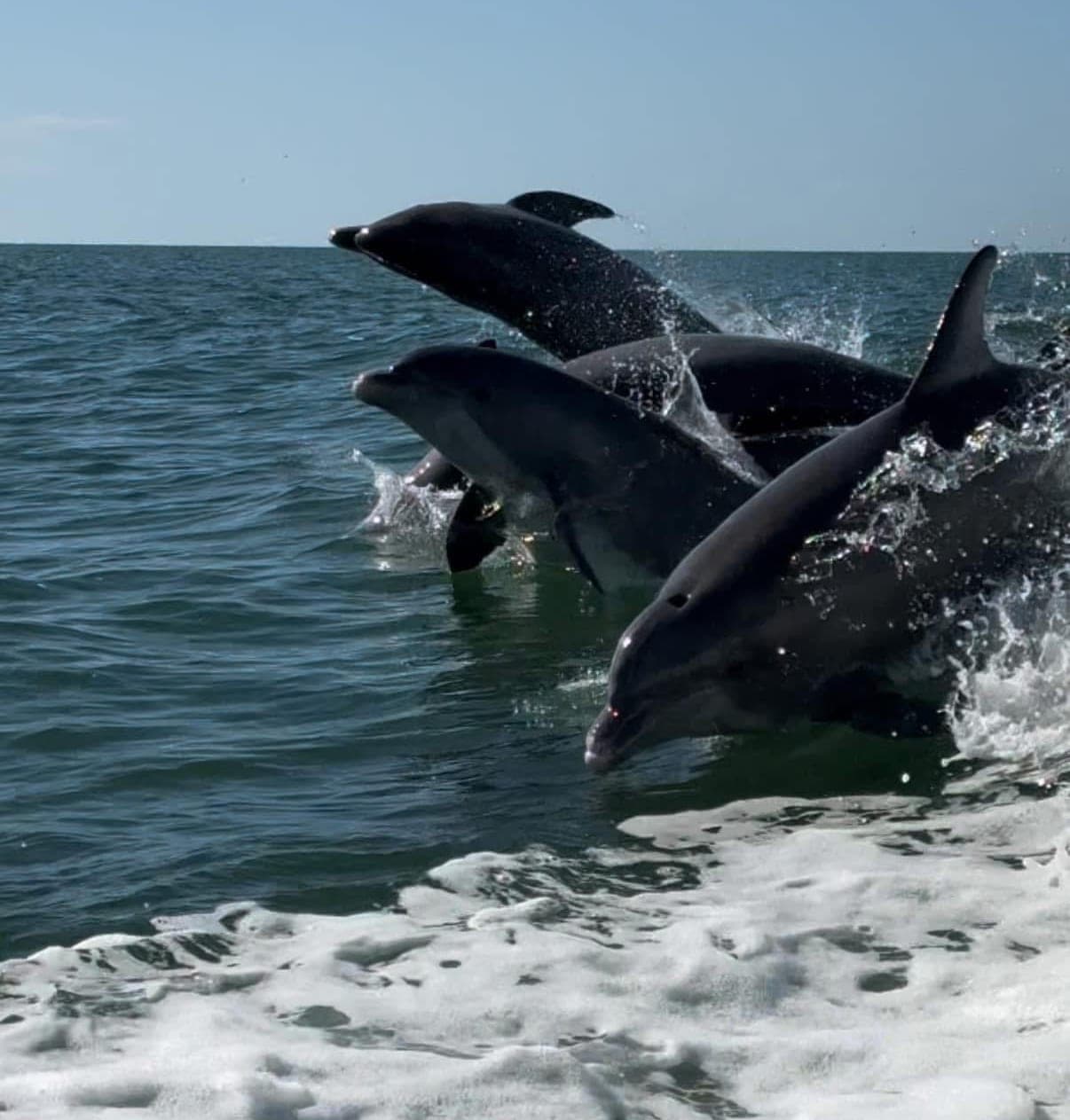 A pod of four bottlenose dolphins leaping together beside a Well Played yacht on the Gulf
